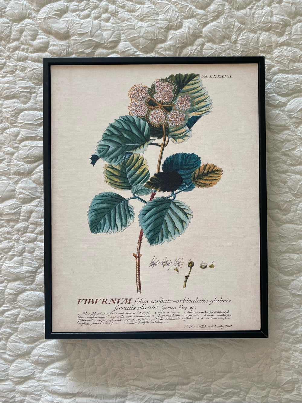 Framed Botanical Plant Seed Print - 11” x 14”